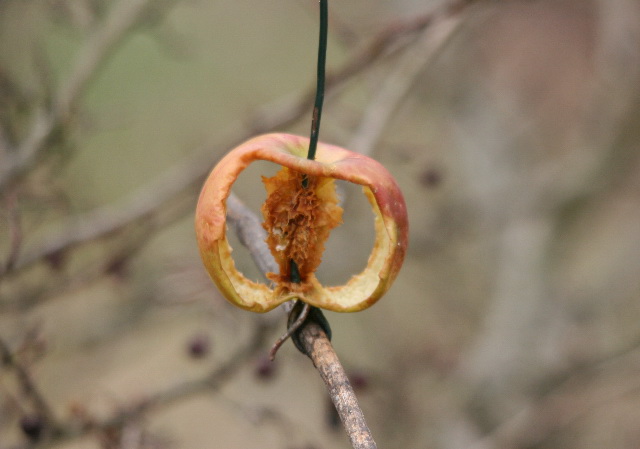 E'' un sorbo? no, Malus sp.